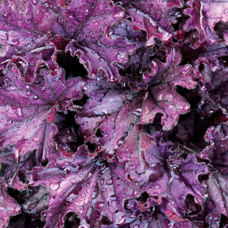 Heuchera 'Forever Purple' x 3 Pack - 5/7cm JUMBO Plug Plants For Sale