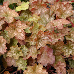 Heuchera 'Ginger Ale' x 3 Pack - 5/7cm JUMBO Plug Plants For Sale