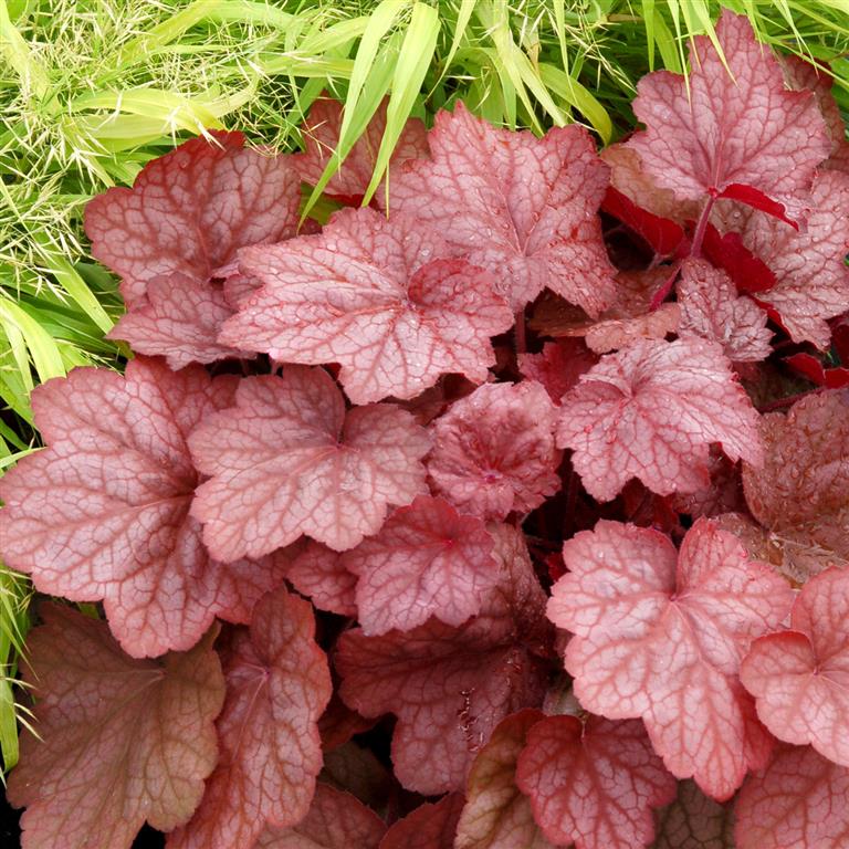 Heuchera 'Georgia Peach' x 3 Pack - 5/7cm JUMBO Plug Plants For Sale