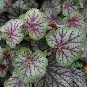 Heuchera 'Green Spice' x 5 Pack - 5cm Plants For Sale