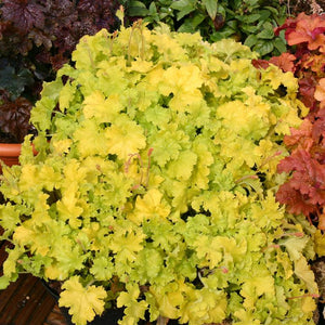 Heuchera 'Key Lime Pie' x 3 Pack - 5/7cm JUMBO Plug Plants For Sale