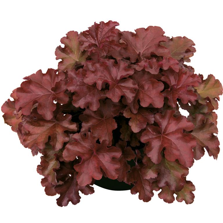 Heuchera 'Mahogany' Coral Bells x 3 Pack - 5/7cm JUMBO Plug Plants For Sale