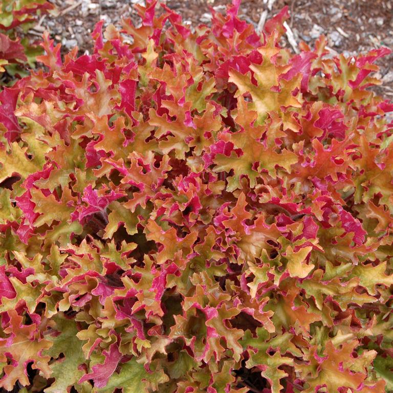 Heuchera 'Marmalade' x 3 Pack - 5/7cm JUMBO Plug Plants For Sale