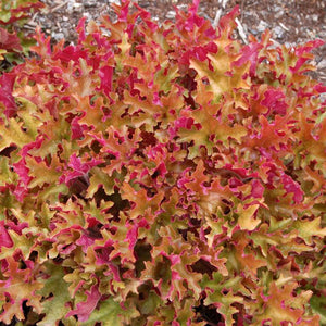 Heuchera 'Marmalade' x 3 Pack - 5/7cm JUMBO Plug Plants For Sale