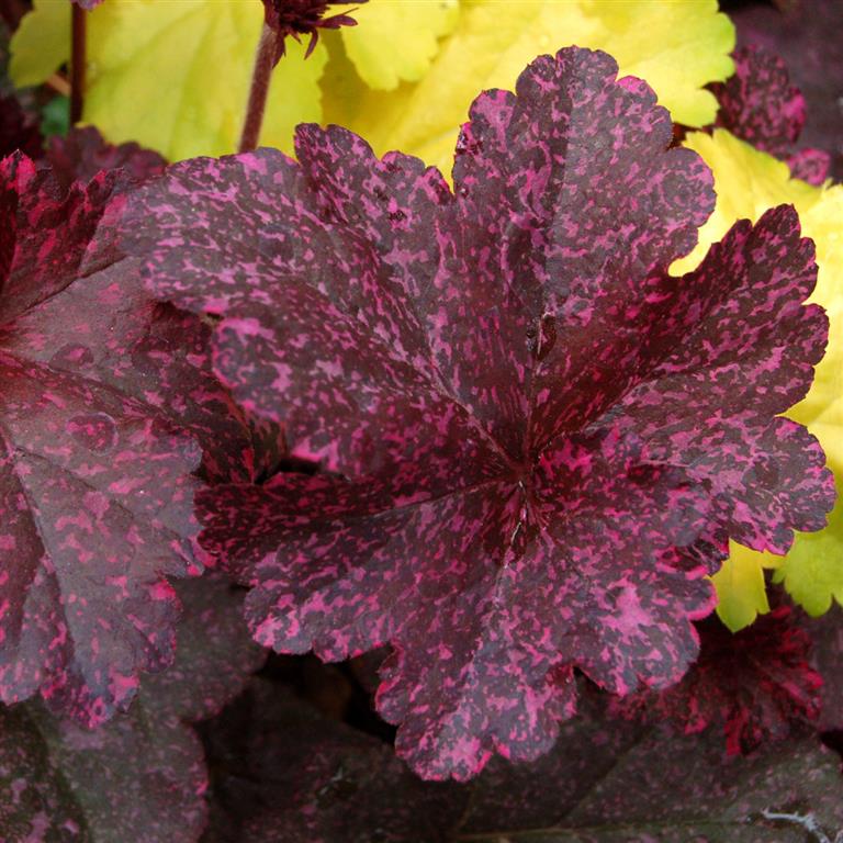 Heuchera 'Midnight Rose' x 3 Pack - 5/7cm JUMBO Plug Plants For Sale