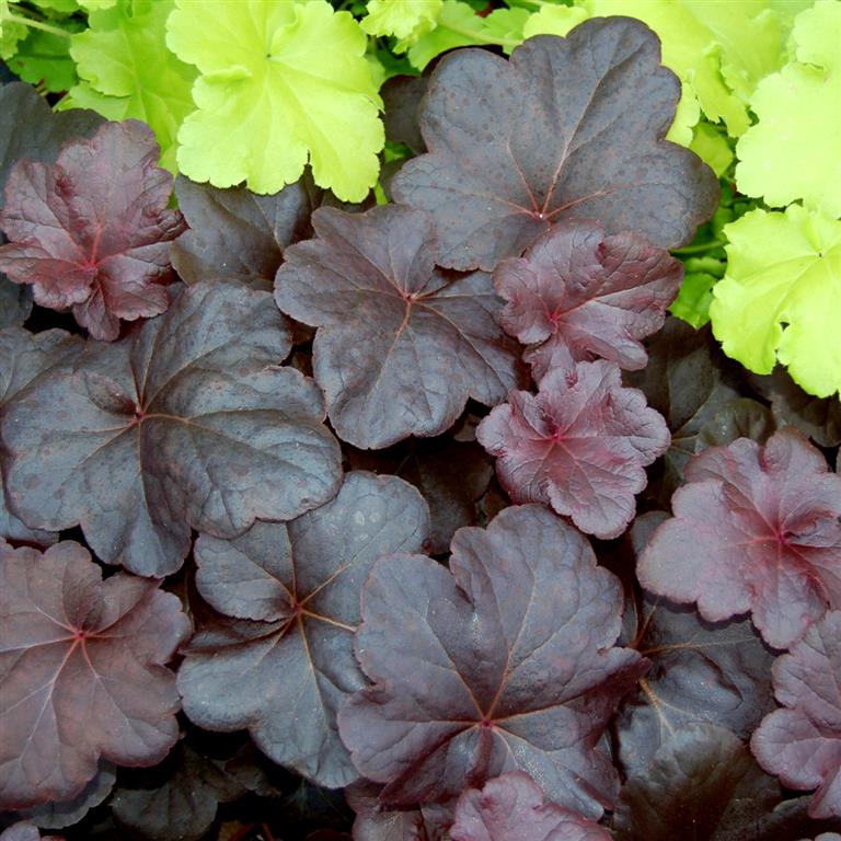 Heuchera 'Obsidian' x 3 Pack - 7cm Plants For Sale