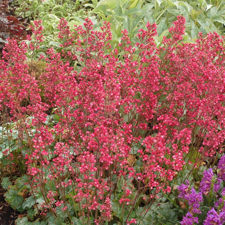 Heuchera 'Paris' x 3 Pack - 5/7cm JUMBO Plug Plants For Sale