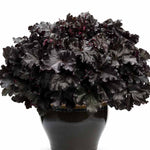 Heuchera 'Black Pearl' x 3 Pack - 7cm Plants For Sale