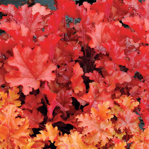 Heuchera 'Peach Flambé' x 3 Pack - 5/7cm JUMBO Plug Plants For Sale