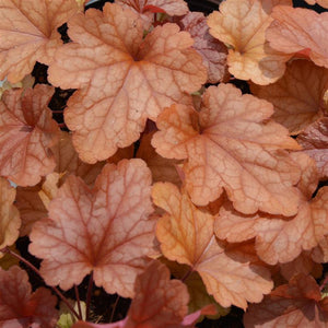 Heuchera 'Paprika' x 3 Pack - 5/7cm JUMBO Plug Plants For Sale