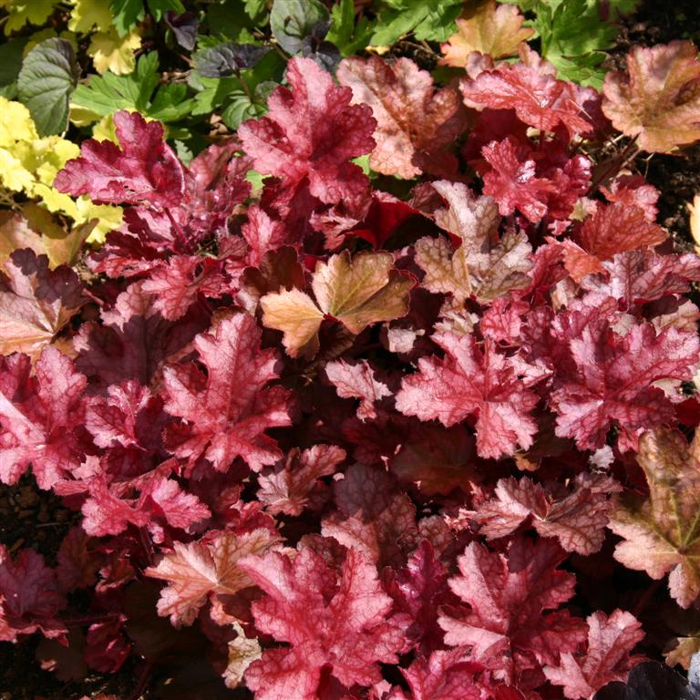 Heuchera 'Sparkling Burgundy' x 3 Pack - 7cm Plants For Sale