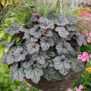 Heuchera 'Sugar Frosting' x 5 Pack - 5cm Plug Plants For Sale