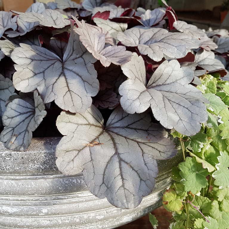 Heuchera 'Silver Gum Drop' x 3 Pack - 5/7cm JUMBO Plug Plants For Sale