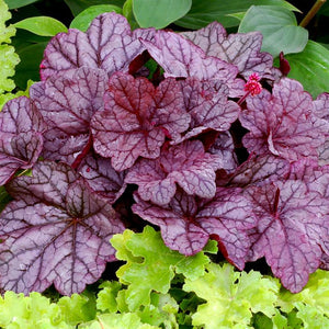 Heuchera 'Sugar Plum' x 3 Pack - 5/7cm JUMBO Plug Plants For Sale