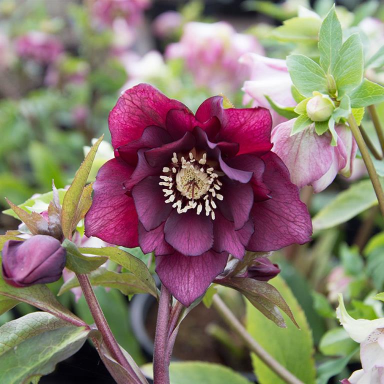 Hellebore 'Double Purple' x 5 Pack - 5cm Plants For Sale