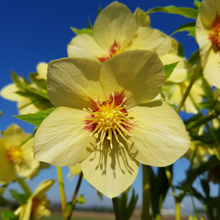 Hellebore 'Single Gold Red Star' x 3 Pack - 5/7cm JUMBO Plug Plants For Sale