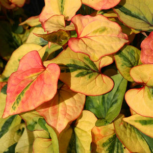 Houttuynia cordata 'Flame' x 8 Pack - 3cm JUMBO Plug Plants For Sale