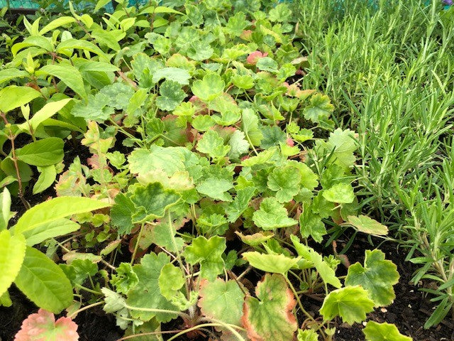 Heuchera 'Firefly' x 3 Pack - 5/7cm JUMBO Plug Plants For Sale