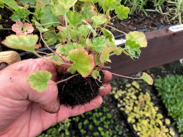 Heuchera 'Firefly' x 3 Pack - 5/7cm JUMBO Plug Plants For Sale