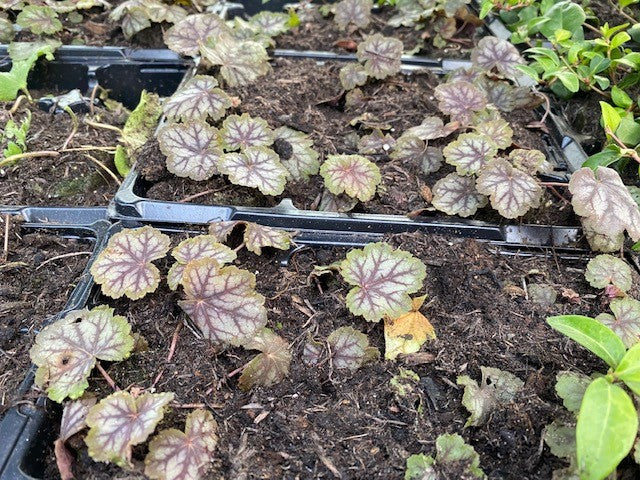 Heuchera 'Green Spice' x 5 Pack - 5cm Plants For Sale