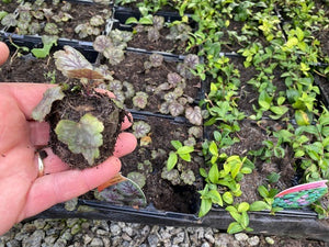 Heuchera 'Green Spice' x 5 Pack - 5cm Plants For Sale