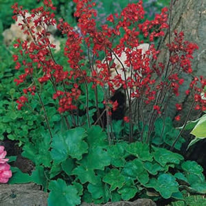 Heuchera 'Firefly' x 3 Pack - 5/7cm JUMBO Plug Plants For Sale