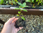 Hydrangea 'Pink Diamond' x 3 Pack - 5/7cm JUMBO Plug Plants For Sale