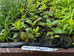 Hydrangea 'Pink Diamond' x 3 Pack - 5/7cm JUMBO Plug Plants For Sale