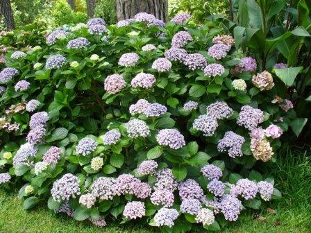 Hydrangea 'Ayesha' x 3 Pack - 5/7cm JUMBO Plug Plants For Sale