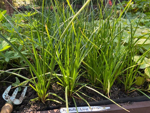 Kniphofia 'Lemon Popsicle' x 3 Pack - 5/7cm JUMBO Plug Plants For Sale