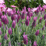 Lavender Provencal Antibes Herbs 9 x Pack - 3cm Plug Plants For Sale FREE P&P