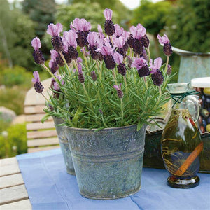 Lavender sto. Prov. 'Arles' x 3 Pack - 5/7cm JUMBO Plug Plants For Sale