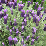 Lavender Devon Compact Herb x 3 Pack - 7cm Plants For Sale FREE P&P