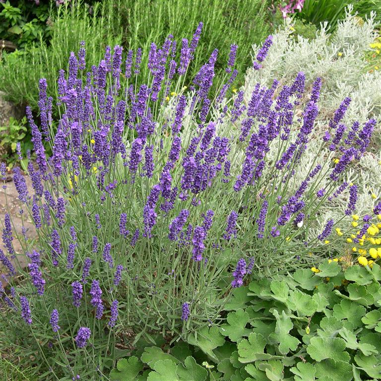 Lavender angustifolia 'Hidcote' x 3 Pack - 5/7cm JUMBO Plug Plants For Sale