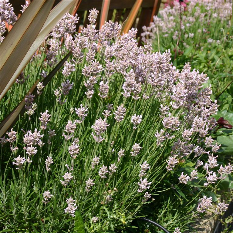 lavender plug plants Lavender 'Rosea' Plants For Sale Jumbo Plug – Dartana Plants