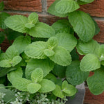 Mint 'Apple' x 3 Pack - 9cm JUMBO Plug Plants For Sale