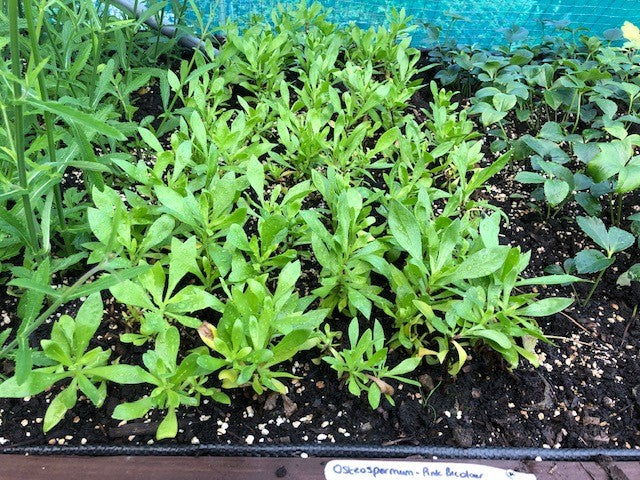 Osteospermum 'Pink Bi-colour’ x 3 Pack - 5/7cm JUMBO Plug Plants For Sale