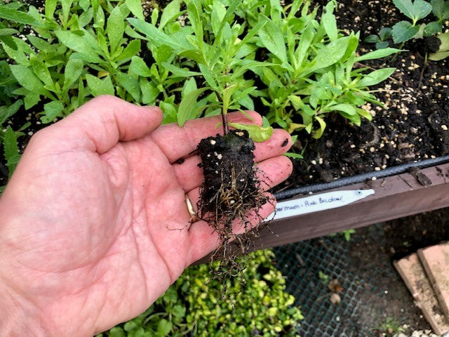 Osteospermum 'Pink Bi-colour’ x 3 Pack - 5/7cm JUMBO Plug Plants For Sale