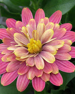 Osteospermum 'Pink Bi-colour’ x 3 Pack - 5/7cm JUMBO Plug Plants For Sale