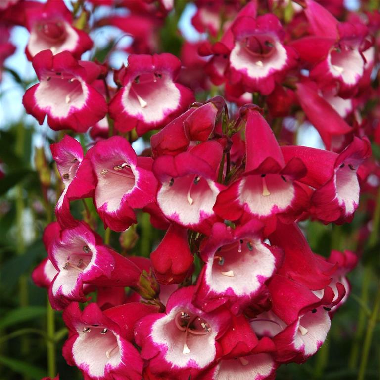 Penstemon 'Amelia Jane' x 3 Pack - 7cm Plants For Sale