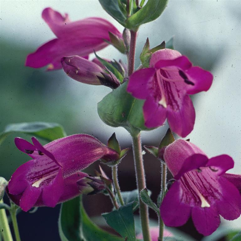 Penstemon 'Burgundy' 5 Pack - 5/5cm JUMBO Plug Plants For Sale