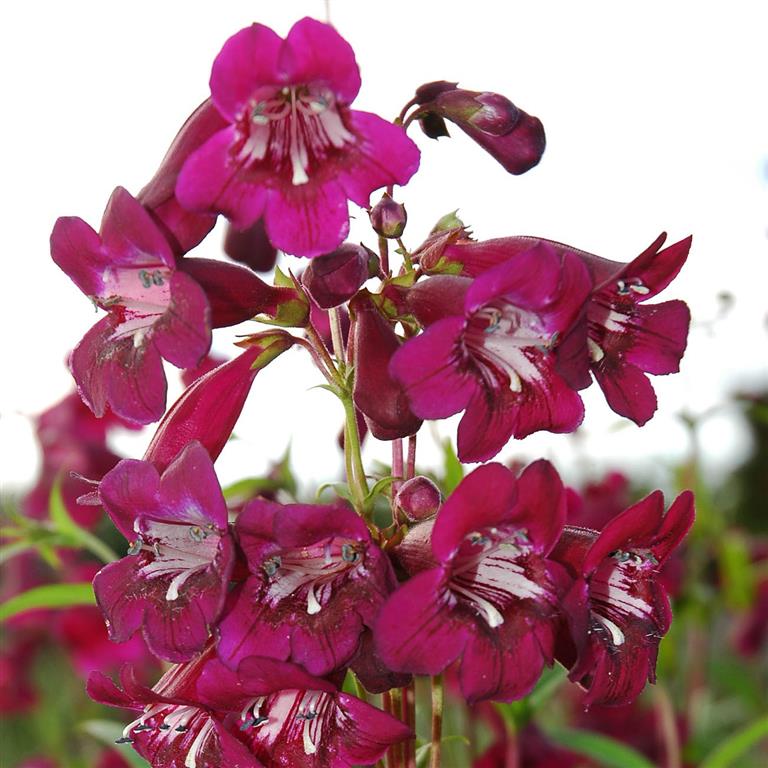 Penstemon Pensham 'Eleanor Young' x 3 Pack - 5/7cm JUMBO Plug Plants For Sale