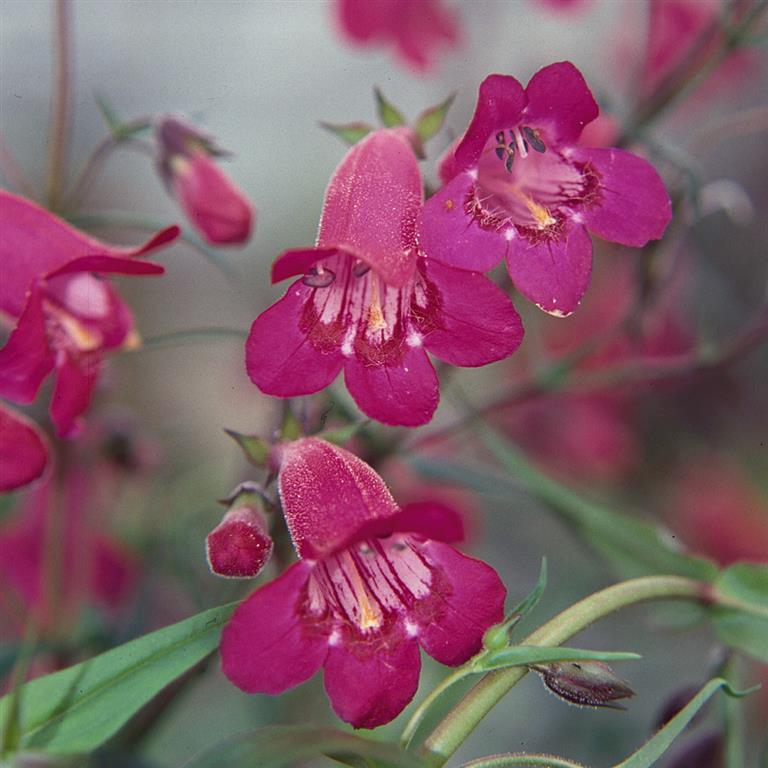 Penstemon 'Garnet' 3 Pack - 7cm Plants For Sale