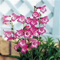 Penstemon Volcano 'Kilimanjaro' x 3 Pack - 5/7cm JUMBO Plug Plants For Sale