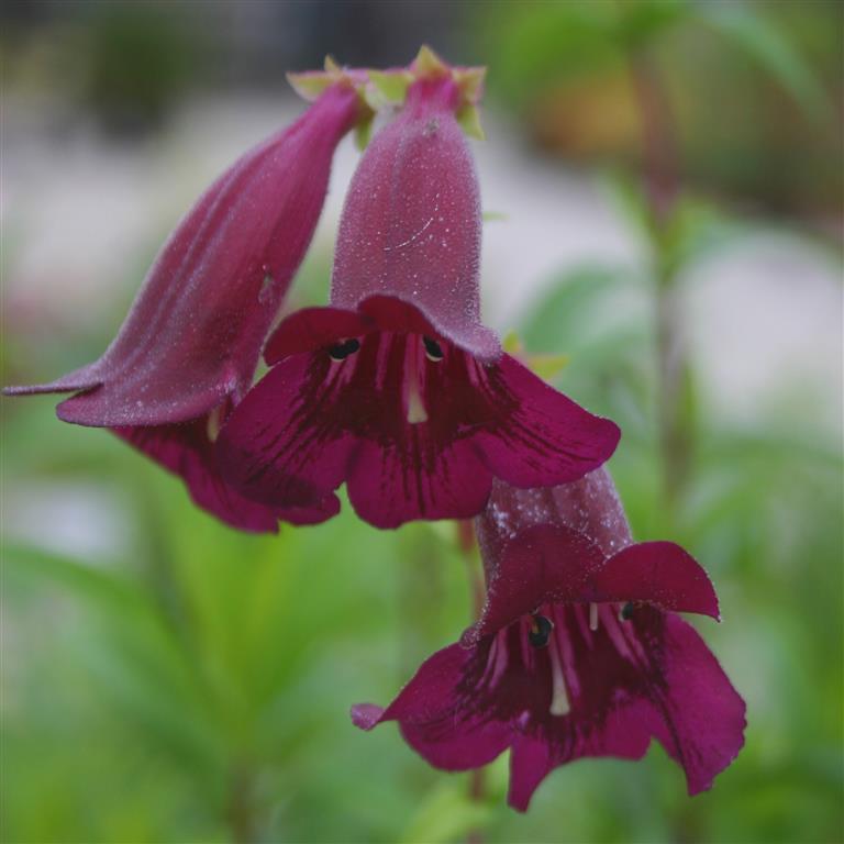 Penstemon Pensham 'Plum Jerkum' x 3 Pack - 7cm Plants For Sale