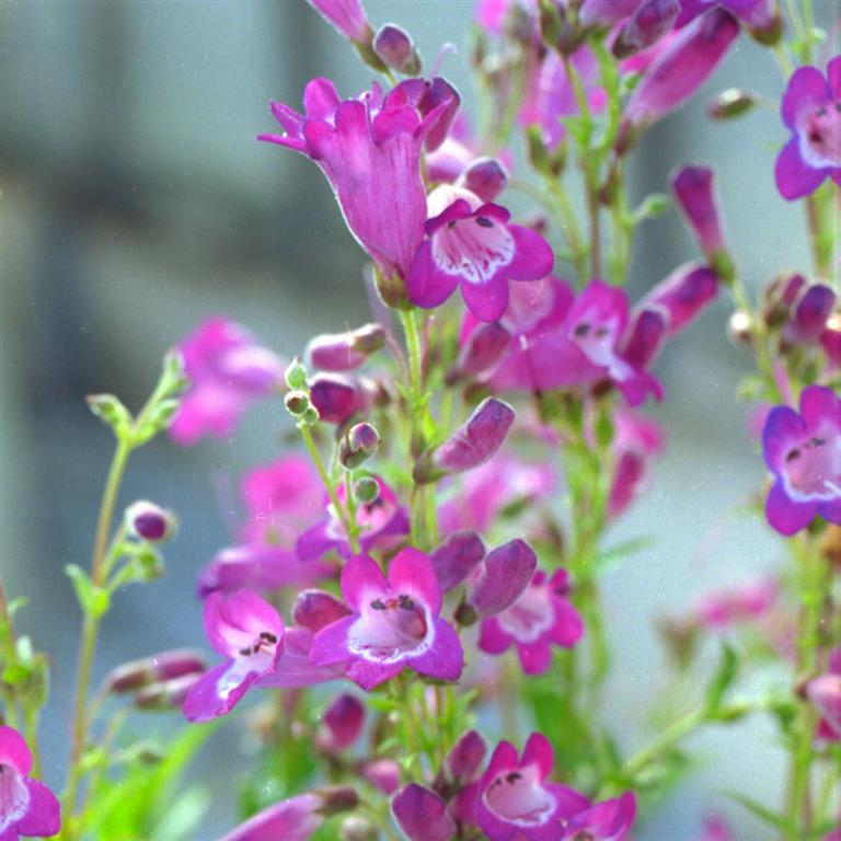 Penstemon Volcano 'Vesuvius' x 3 Pack - 5/7cm JUMBO Plug Plants For Sale