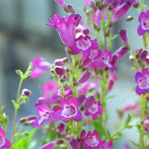 Penstemon Volcano 'Vesuvius' x 3 Pack - 5/7cm JUMBO Plug Plants For Sale