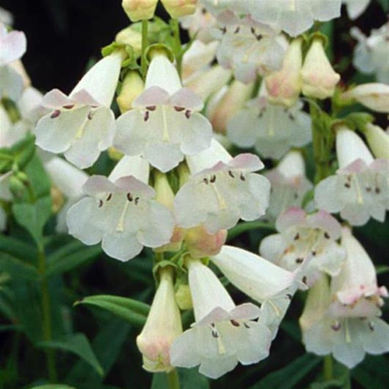 Penstemon Pensham 'Wedding Day' x 3 Pack - 7cm Plants For Sale