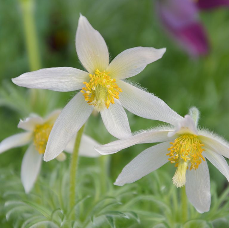 Pulsatilla vulgaris 'Pearl Bells' x 3 Pack - 5/7cm JUMBO Plug Plants For Sale