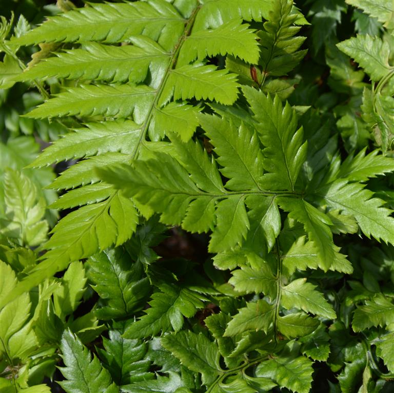 Polystichum Rigens 'Prickly Holly Fern' x 3 Pack - 7cm Plants For Sale